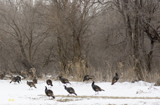 Winter Turkeys0892